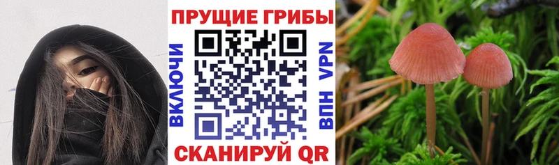 где можно купить   Черепаново  KRAKEN tor  Галлюциногенные грибы мухоморы 
